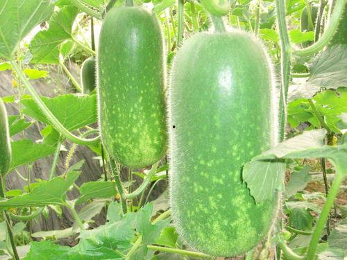 热门大瓜莫里秀 52爆料吃瓜网 吃瓜爆料